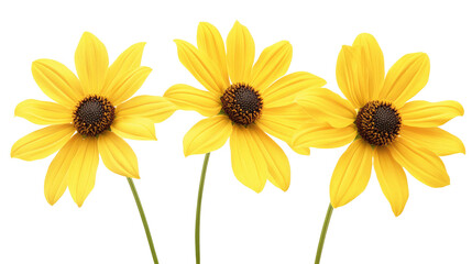Naklejka premium Three yellow sunflowers isolated on transparent background