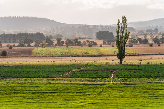 Agricultural tractor cultivating a field with discs, discing cultivation Sowing a crop in a paddock on a farm in Australia. farming agriculture practices