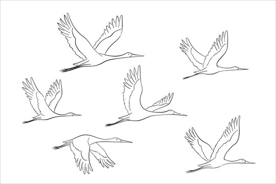 Elegant line art collection showcasing multiple graceful cranes in various flight poses, capturing the beauty of avian movement and natural serenity, ideal for symbolic design concepts