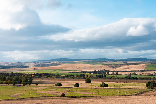 Agricultural tractor cultivating a field with discs, discing cultivation Sowing a crop in a paddock on a farm in Australia. farming agriculture practices