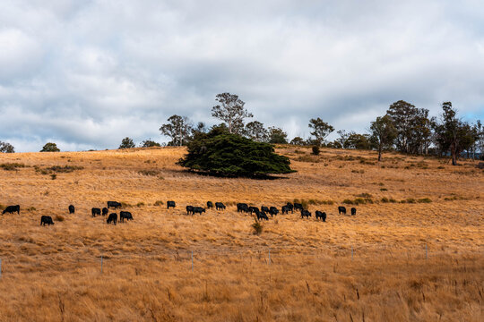 fat Beef cows and calfs grazing on grass in south west victoria, Australia. in summer grazing on dry tall pasture. breeds include angus and murray grey