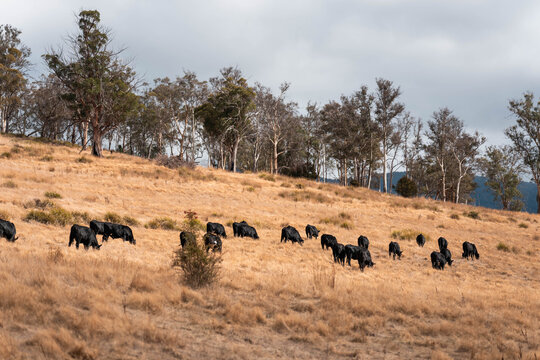 fat Beef cows and calfs grazing on grass in south west victoria, Australia. in summer grazing on dry tall pasture. breeds include angus and murray grey