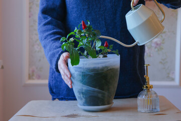 Woman is watering a potted pepper plant Capsicum annuum.