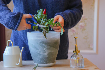 Woman is cutting a potted pepper plant Capsicum annuum.