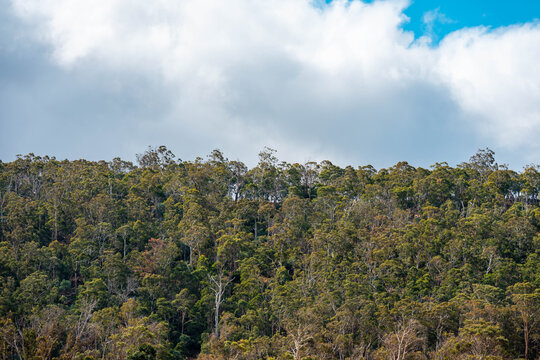 beautiful gum Trees and shrubs in the Australian bush forest. Gumtrees and native plants growing in Australia in spring