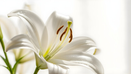 A beautiful macro closeup of isolated white calla lilies and spring flowers in bloom, showing delicate white petals and green leaves against a white background for a natural floral beauty