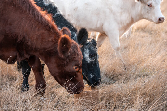 fat Beef cows and calfs grazing on grass in south west victoria, Australia. in summer grazing on dry tall pasture. breeds include angus and murray grey