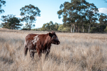 Fototapeta premium beautiful cattle in Australia eating grass, grazing on pasture. Herd of cows free range beef being regenerative raised on an agricultural farm. Sustainable farming in summer
