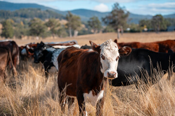 Sustainable agriculture being practiced storing carbon in the soil with cows and livestock. Herd of cattle portraits