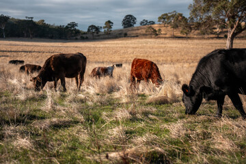 Fototapeta premium beautiful cattle in Australia eating grass, grazing on pasture. Herd of cows free range beef being regenerative raised on an agricultural farm. Sustainable farming in summer