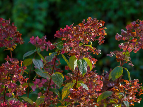 Hydrangea paniculata Wim's Red in the Autumn Garden