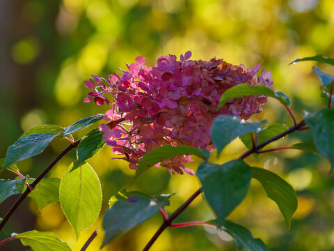 Hydrangea paniculata Fraise Melba in the Autumn Garden