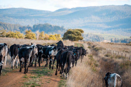 fat Beef cows and calfs grazing on grass in south west victoria, Australia. in summer grazing on dry tall pasture. breeds include angus and murray grey