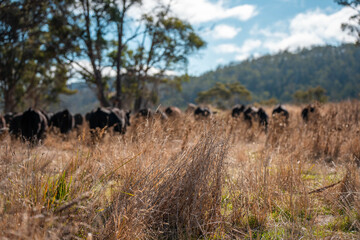 Obraz premium fat Beef cows and calfs grazing on grass in south west victoria, Australia. in summer grazing on dry tall pasture. breeds include angus and murray grey