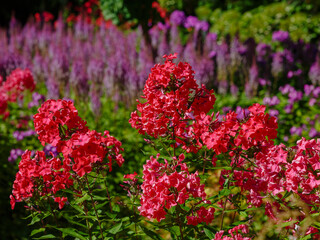 A beautiful Phlox paniculata blooms in the garden. A close-up of the bright red phlox paniculata flowers. Astilbe chinensis Superba in autumn garden