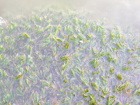 Green Chara algae underwater forming a dense aquatic carpet in a clear freshwater pond.