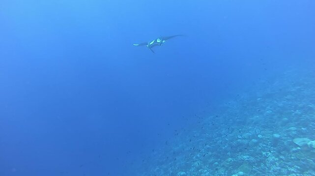 A large manta ray swims effortlessly underwater. The majestic creature moves through the crystal-clear turquoise water of the Ocean with graceful finesse and sublime elegance.