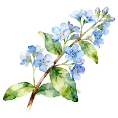 [Transparent Background PNG]Watercolor Forget-Me-Not Flower Branch Illustration