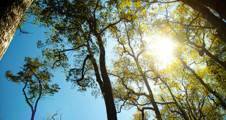 Sunlight Shining Through Green Leaves in Lush Forest Canopy