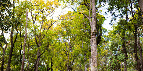 Lush Green Forest with Towering Trees and Vibrant Canopy Layers