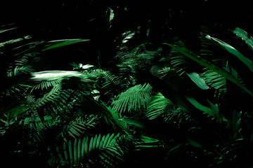 Lush Green Tropical Plants in Dark Jungle Environment