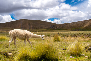 Obraz premium White Llama Grazing on the Peruvian Highland Plain