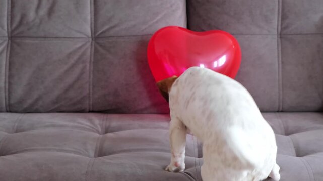 Cute Jack Russell terrier approaches red inflatable balloon heart and runs away scared. Concept of Valentine's Day, animal love and gifts. Home environment on couch. White and brown puppy in close-up