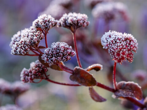 Hylotelephium telephium 'Matrona' inflorescences covered with frost in the autumn garden. Plants under the snow. Natural wallpaper. Autumn floral background
