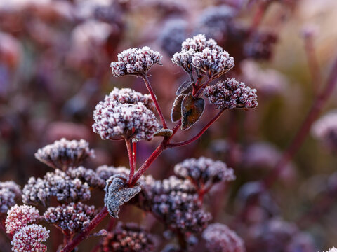 Hylotelephium telephium 'Matrona' inflorescences covered with frost in the autumn garden. Plants under the snow. Natural wallpaper. Autumn floral background
