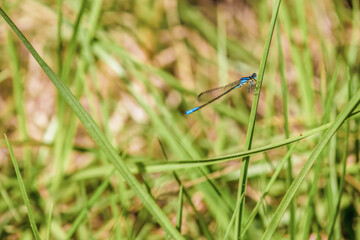 A blue-tailed damselfly resting on a blade of grass, in a garden in the eastern Andean mountains of central Colombia, near the town of Villa de Leyva.