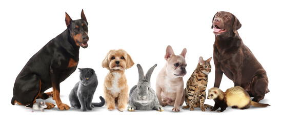 Group of different animals on white background. Poster design for veterinary or pet shop