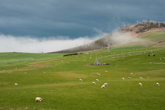 Sheep in a field. Merino sheep, grazing and eating grass in New zealand and Australia