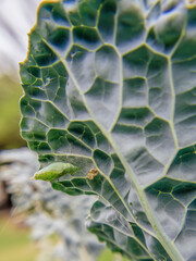 The cocoon of a mountain white butterfly caterpillar attached to a kale leaf, in an orchard in the...