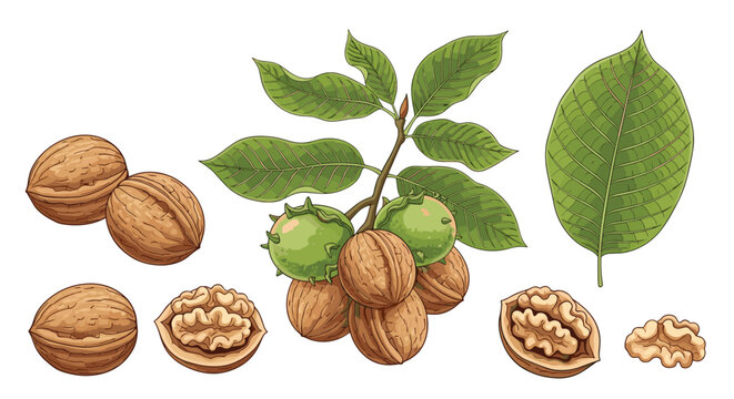 Beautiful botanical illustration of walnuts growing on a leafy branch with individual whole and halved nuts shown in detail below.