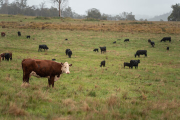 Fototapeta premium australian cows on a farm practicing Regenerative Beef Farming, Carbon Neutral Ranching, and Soil Health