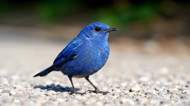 Bluebird walking on gravel path in natural environment. This vibrant bluebird explores ground with curiosity. Bright sunlight creates cheerful atmosphere in serene outdoor setting.