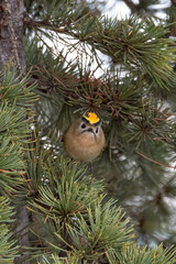 Beautiful red head Goldcrest opens his yellow hat.