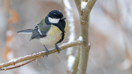 Great Tit (Major Major) perched on a tree in a snowy day.