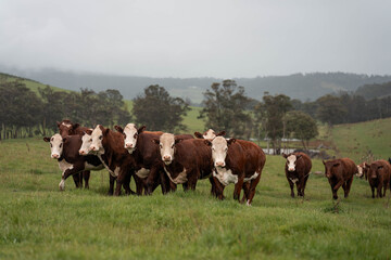 Fototapeta premium australian cows on a farm practicing Regenerative Beef Farming, Carbon Neutral Ranching, and Soil Health