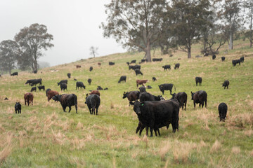 Naklejka premium australian tasmanian cow farm Regenerative Beef Farming, Carbon neutral Ranching, and Soil Health