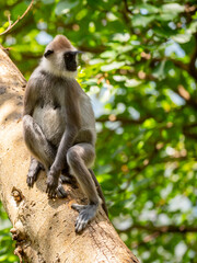 Fototapeta premium Gray hanuman langurs on a tree. Monkeys in the wild in the jungles of Sri Lanka. Troop of monkeys on trees. Wildlife scene with wild animals.