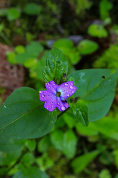 FLOWER FROM PERU GOCTA HIKING