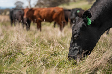 australian tasmanian cow farm Regenerative Beef Farming, Carbon neutral Ranching, and Soil Health