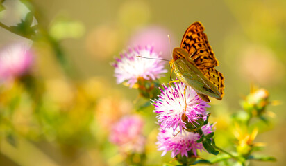 Obraz premium Butterfly on a flower. A flock of butterflies by the water. Colorful spring background with copy space. Spring and ecology concept.