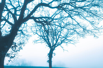 Trees in the fog in winter day