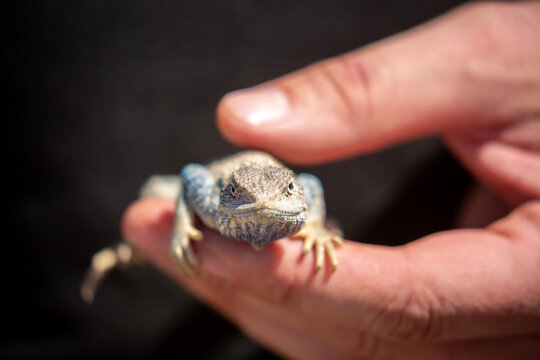 Lizard Hunt Images – Browse 19,292 Stock Photos, Vectors, and Video ...