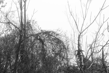 Tangle of dry plants and trees in the fog, natural landscape