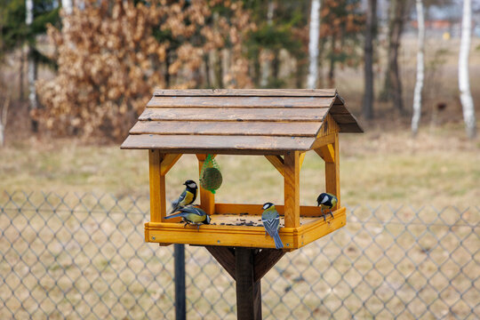 Great tits feeding on a wooden bird feeder in a garden during springtime in Poland