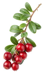 Lingonberry Branch with Red Berries and Green Leaves Isolated on White Background, Fresh Fruit