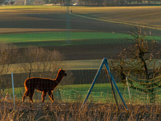 Obraz premium Lama auf einer Weide